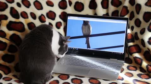 Watch how this cat interacts with a parrot video