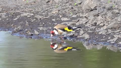 Goldfinch straightening