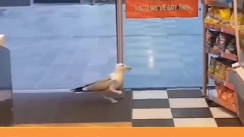 ###Funny bird🤣🤣🤣🤣🤣🤣🤣🤣🤣