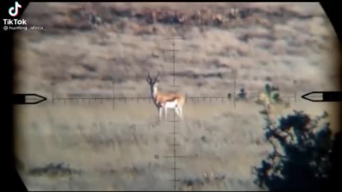 Trophy Hunting South African Springbok