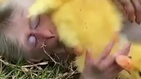 baby monkey and duckling share everything together