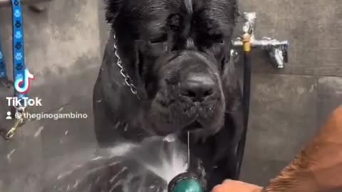 Bathing hard dog