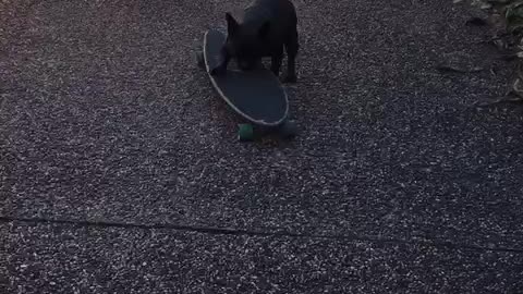 Frenchie on skateboard