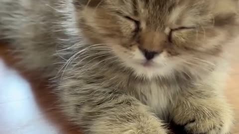 Beautiful cat 🐈 trending video