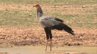 Wildlife Secretary Bird Drinking Water - Africa