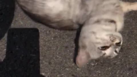 a cat scratching its body to see if it tickles.