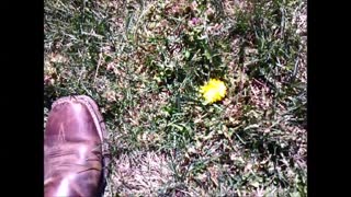 Wild grocery store. The amazing dandelion. Food and Medicine