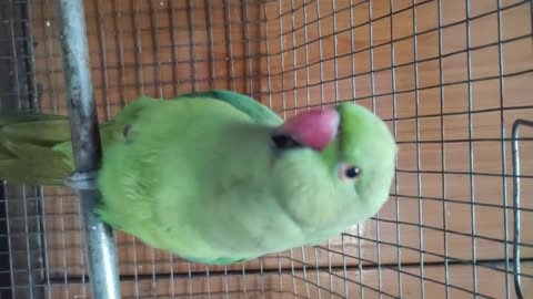 Parrot Talking Everything, Best ringneck parrot talking mithu beta