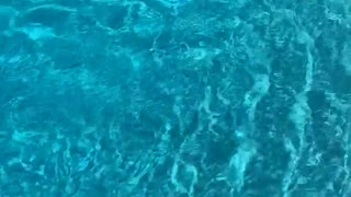 Chasing a Random Fish in Circles Around Pool