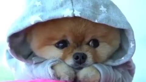 Emotional, cute and dressed puppy in sad mood - Thinking