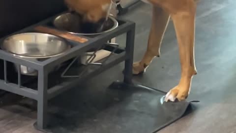 Dog Pretends To Dine