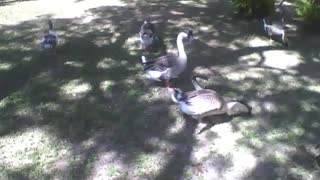 Swans eat and relax in the park on a beautiful sunny afternoon [Nature & Animals]