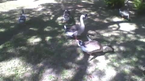 Swans eat and relax in the park on a beautiful sunny afternoon [Nature & Animals]