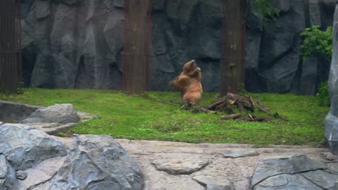 Bear in zoo aviary. Brown bear on green grass. Powerful ursus arctos running in zoological park.