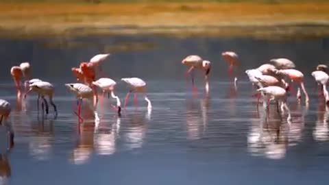 Beautiful neture video