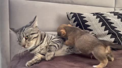 Funny Cat Reaction to Puppies (Kitty sees them for the First Time)