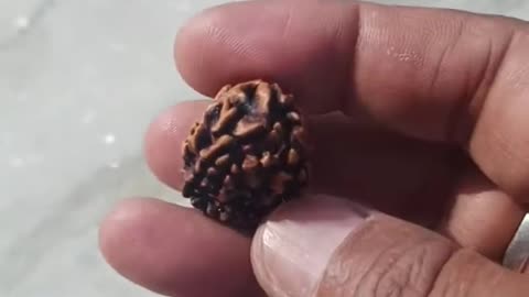 ORIGINAL 3 FACED RUDRAKSHA