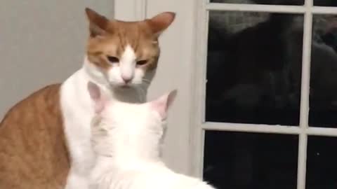 Naughty Cat Gets A Taste Of His Own Medicine