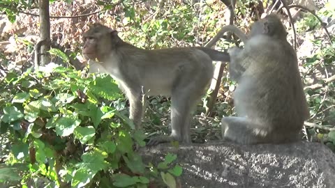 Monkeys very dangerous ==Monkey funny video 🤩🤩🤩