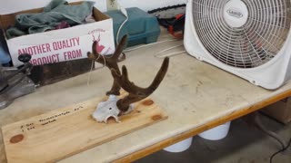 Curing Velvet Antlers