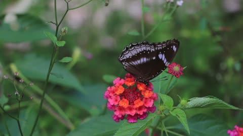 brown butterfly on flowers