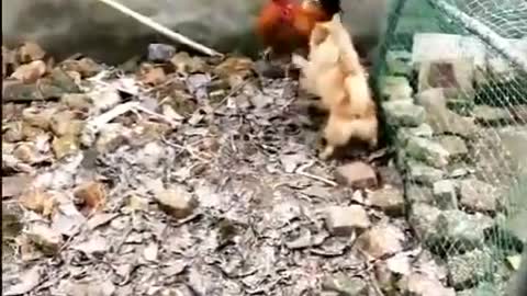 Dogs bitten by chicken