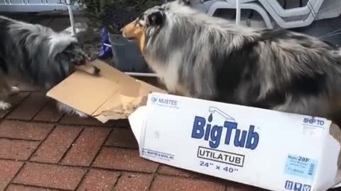 Dog pulls another dog in cardboard "sleigh"