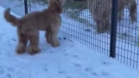 Big dog meets even bigger dogs #shorts #goldendoodle