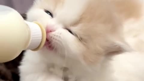 Hungry kitten