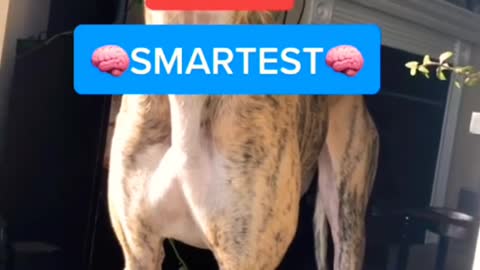 Top 10 Smartest Dog breeds