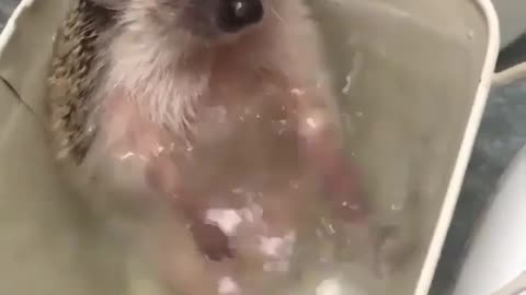 A hedgehog that loves playing with water.