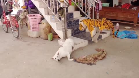 Prank Dog, With Fake tiger, So crazy dog 🤣 😂