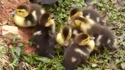 CUTE DUCKLINGS Brazilian country farm