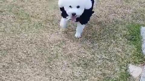 A dog running!