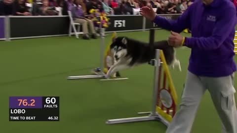 Dogs: husky vs border collie agility