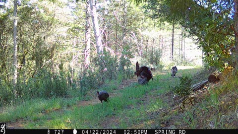 Turkeys Strutting