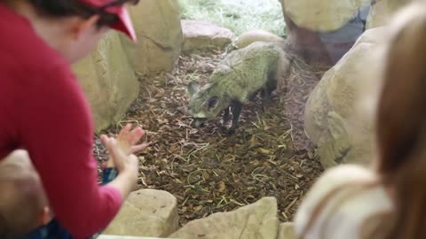 kids looking at a bat eared fox in zoo