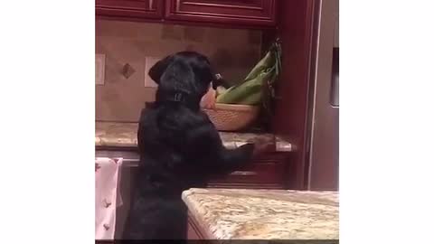 Dog on counter barks at corn