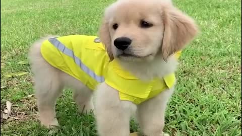 funniest and cutest golden retriever