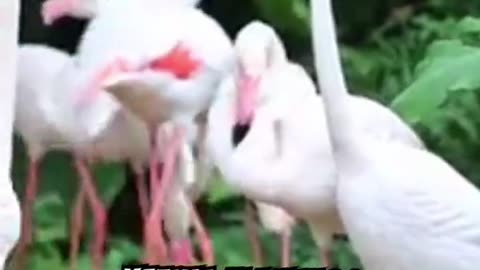 Uniknya Burung Flamingo