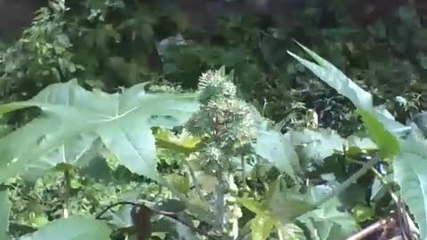 Castor bean plant next to an abandoned allotment, the fruits have thorns [Nature & Animals]