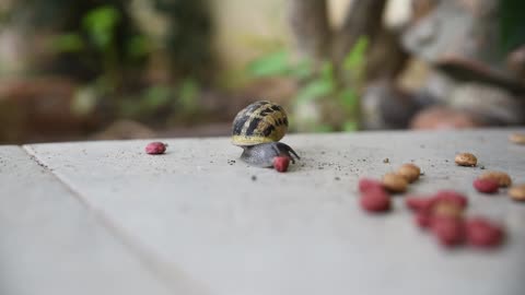 Hungry Sea Snail After Ground Nuts Food