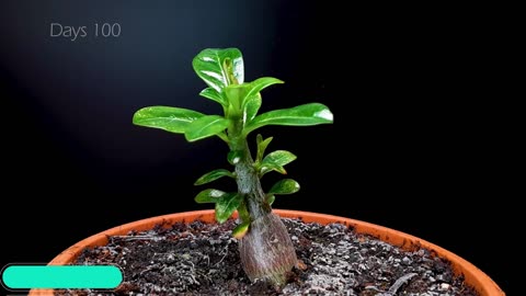 Growing ADENIUM From Seed - Time Lapse in 100 Days