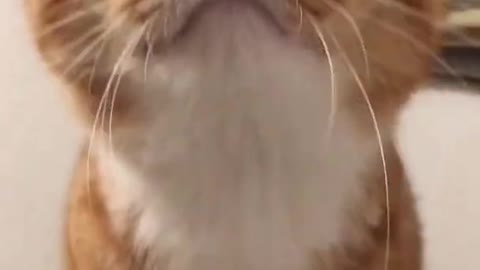 Funny cat videos Cut cat kitten-kitty Baby cat Lovely cat videos , Ep12162