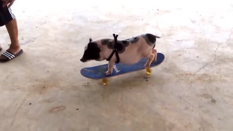 Piggy got some skate moves