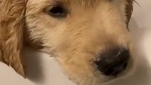 Golden Retriever Puppy Loves Bath 🐶 so cute 😍