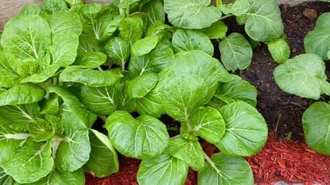 ***Homegrown ~Garlic Stir Fry Pak Choi***