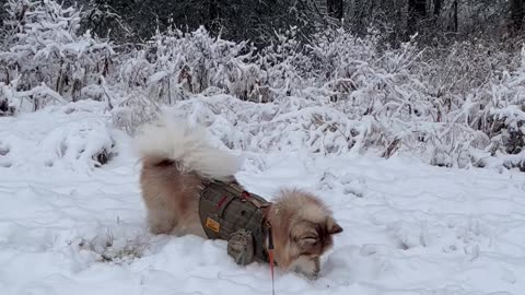 Shrew Escapes Dog's Capture