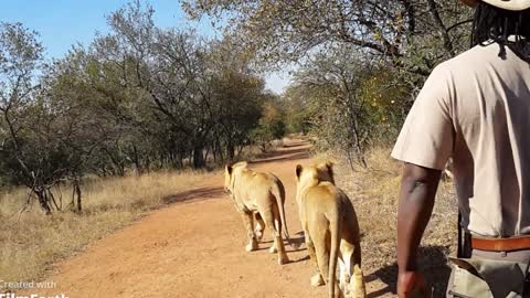 Wildlife,Walking With Lions,UKUTULA Lodge&Game Reserve,Tours,Safaris 2021