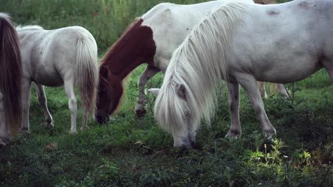 Horses